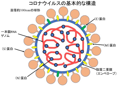 県 ウィルス 宮崎 コロナ