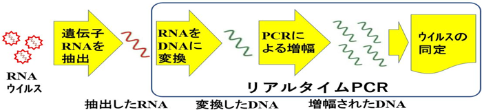 Pcr 検査 新型 コロナ ウイルス