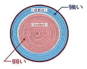 木材の断面図