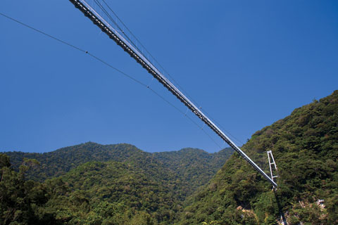 照葉樹林と照葉大吊橋