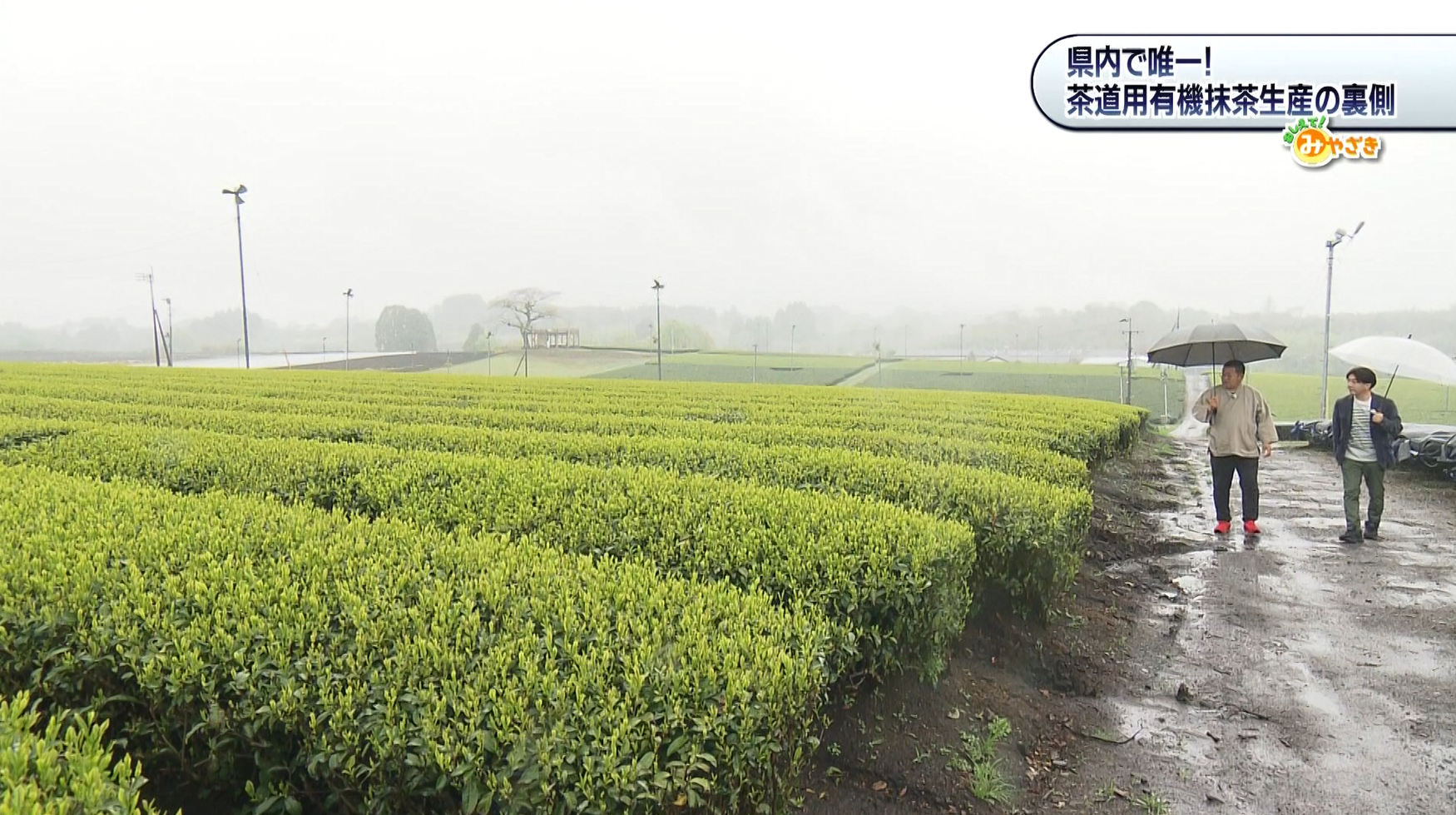 抹茶