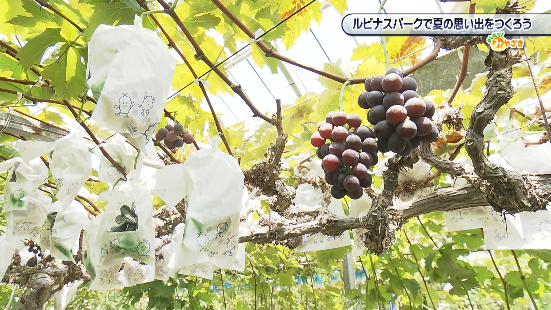 ルピナスパーク