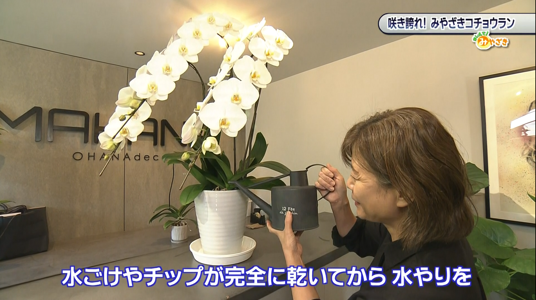 コチョウラン