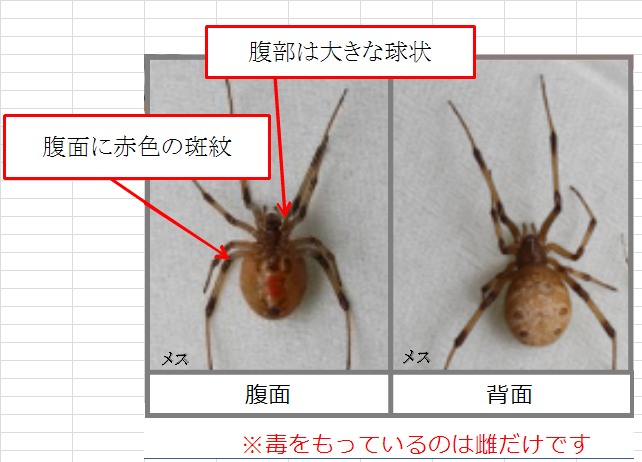 ハイイロゴケグモの写真（腹面・背面）・毒を持っているのは雌だけです。