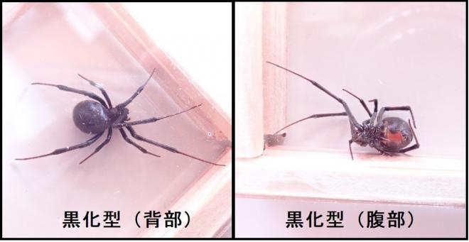 黒化型(背部、腹部）の写真