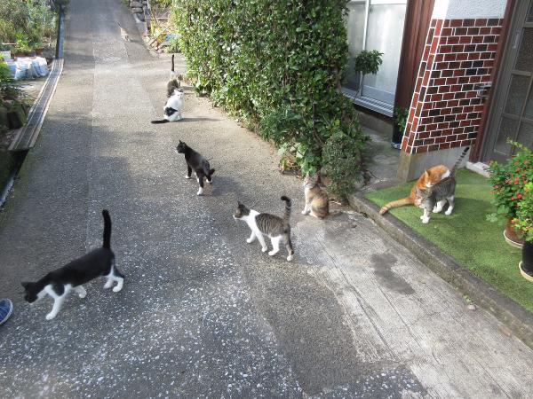 猫画像