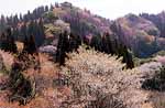 山桜の写真