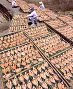 魚の日干し作業の写真