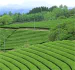茶園の写真