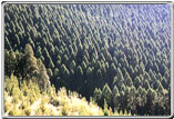 杉の植林の写真
