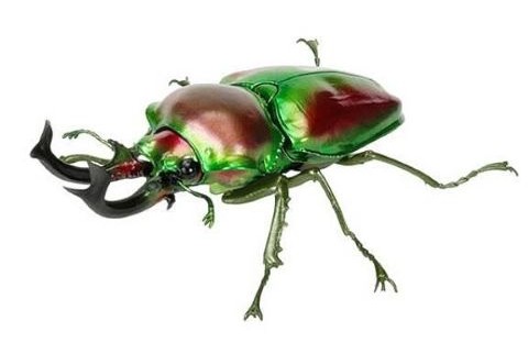 ニジイロクワガタ