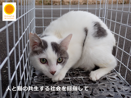 人と猫の共生する社会を目指して