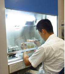 木材の腐朽の原因となる菌類の培養