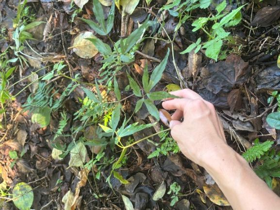 日向当帰持ってるやつ