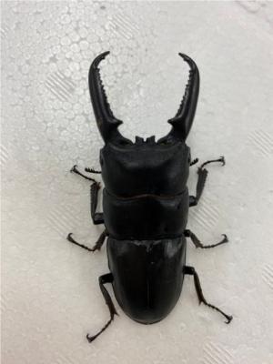 ツシマヒラタクワガタ