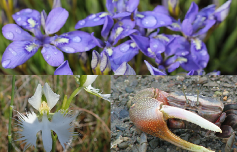 生物多様性の保全