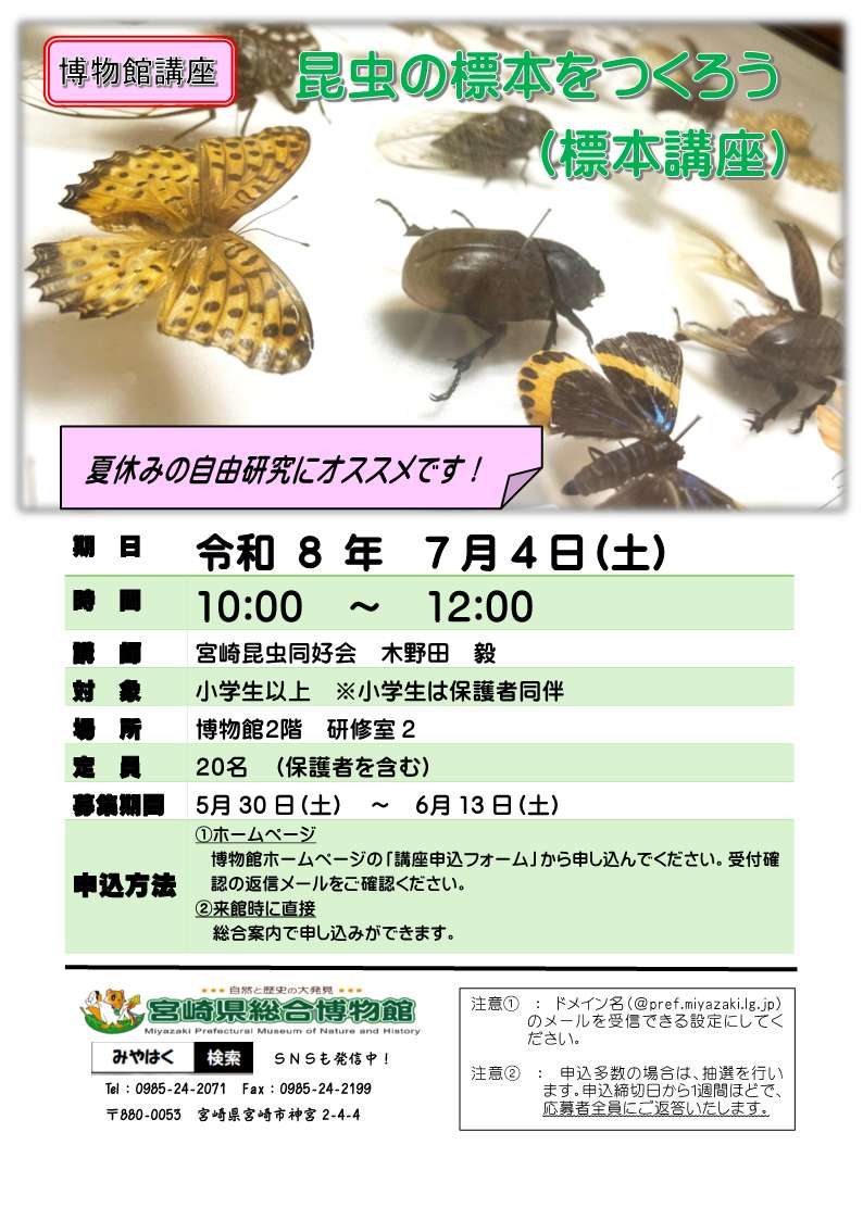 昆虫の標本をつくろう