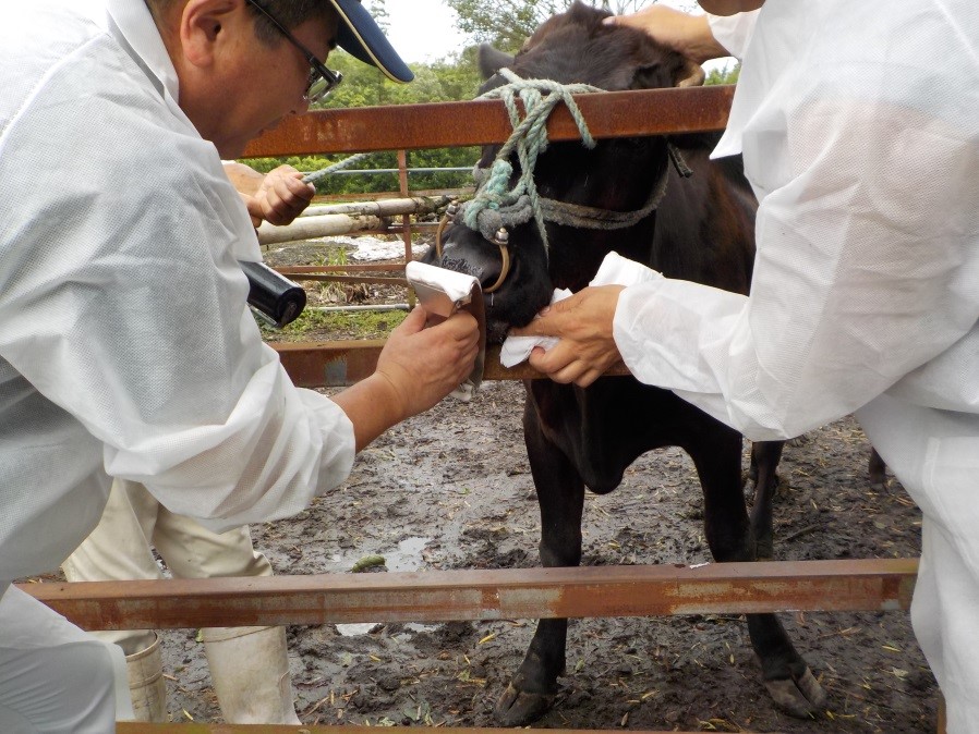 宮崎牛ブランド