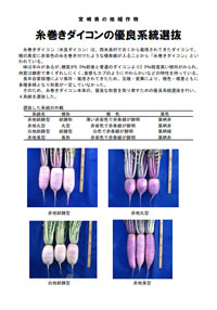 糸巻き大根の有料系統選抜