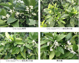 温州ミカンの花芽抑制技術の写真
