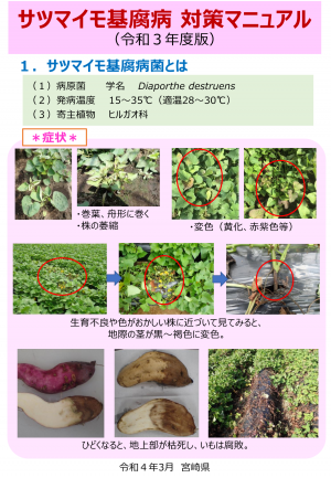 サツマイモ基腐病対策マニュアル表紙