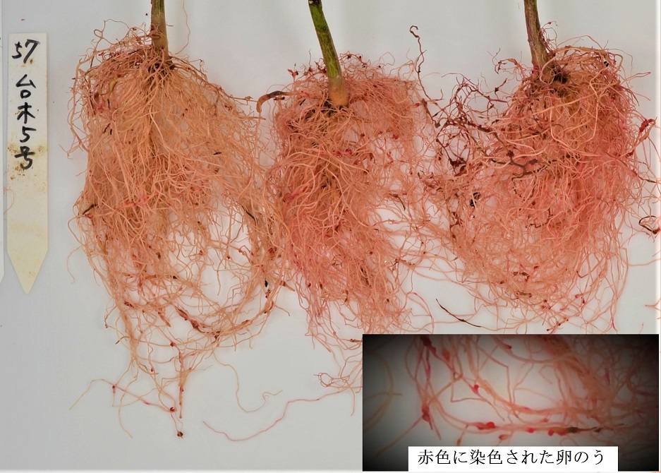 染色後のみやざき台木5号の根の様子