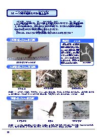 P.22流域の生物