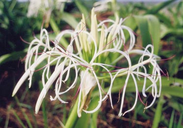 県の花