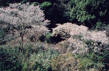 県の木（ヤマザクラ）