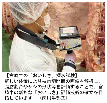 肉用牛