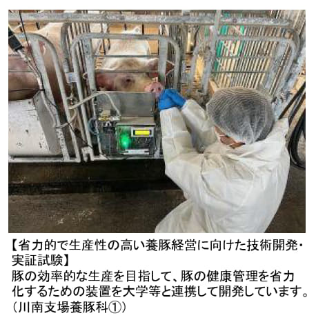 養豚
