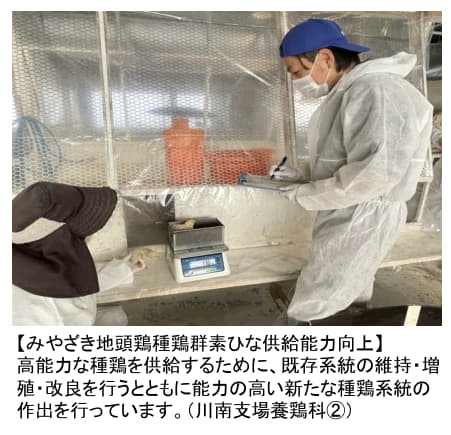 養鶏