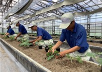 定植実習の様子