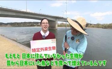 外来種