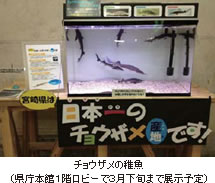 チョウザメの稚魚 （県庁本館１階ロビーで３月下旬まで展示予定）