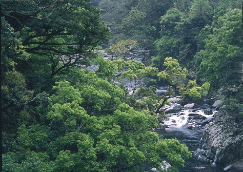 綾の照葉樹林