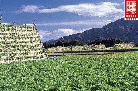 田野町の大根棚