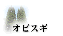オビスギ
