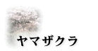 ヤマザクラ
